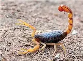  ?? ?? Lankan red scorpion: As deadly as Lankan cobra