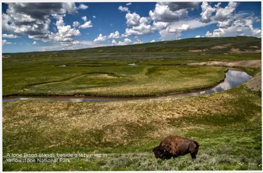  ??  ?? A lone Bison stands beside a lazy river in Yellowston­e National Park