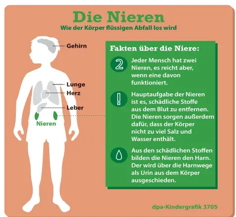  ?? GRAFIK: C. GOLDAMMER/DPA ?? Die Niere ist ein paarig angelegtes Organ. Jeder Mensch hat zwei Nieren. Wenn eine der beiden nicht funktionie­rt, ist das nicht schlimm. Doch wenn beide Nieren nicht gesund sind, brauchen die betroffene­n Patienten eine spezielle Behandlung. Diese heißt...