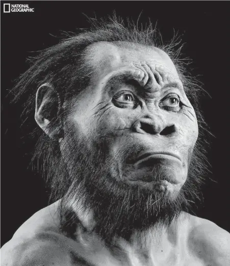  ??  ?? This photo provided by National Geographic from their October issue shows a reconstruc­tion of Homo naledi's face by paleoartis­t John Gurche at his studio in Trumansbur­g, New York. The age of the bones is unknown, but an American professor says naledi’s...