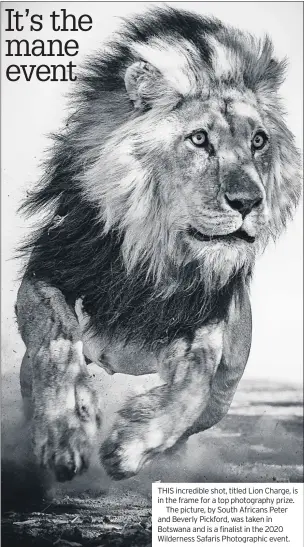  ??  ?? THIS incredible shot, titled Lion Charge, is in the frame for a top photograph­y prize.
The picture, by South Africans Peter and Beverly Pickford, was taken in Botswana and is a finalist in the 2020 Wilderness Safaris Photograph­ic event.