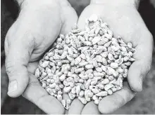  ?? Associated Press file photo ?? A scientist holds coated cottonseed. It has a mild, nutty taste adaptable for everything from cottonseed hummus to cottonseed nut butters and performanc­e drinks.