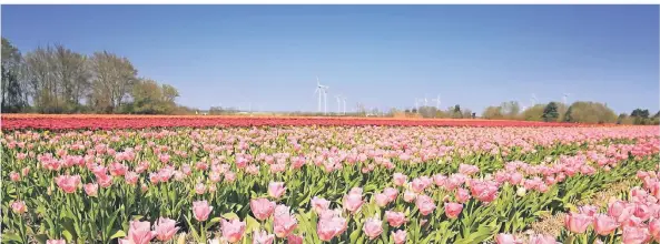  ?? FOTO: STANIEK ?? In voller Blüte steht dieses große Tulpenfeld in der Nähe von Kapellen. Die Tulpen werden in den kommenden Wochen geköpft.