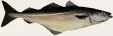  ??  ?? Der Seelachs, auch Köhler genannt, ist ei gentlich kein Lachs. Er ist ein Verwandter des Dorsches, bleibt meist aber kleiner. Kleine Seelachse werden sehr häufig ge fangen. Seltener sind größere Exemplarem­it mehr als zehn Kilogramm.