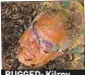  ??  ?? BUGGED: Kilroy