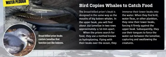  ??  ?? Broad-billed prion beaks contain lamellae that function just like baleens.