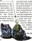  ?? Foto: dpa ?? Der Christbaum: eben noch im Wohn  zimmer, jetzt im Müllsack.