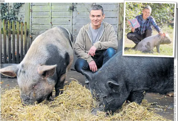  ??  ?? PORK SCRATCHING­S: Matt Whyman has written a book about pigs, inset, after Roxi and Butch grew too big for him and wife Emma, below with Roxi