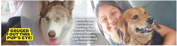  ??  ?? Siberian husky Estrella was mutilated by Herbert. Then, Michelle Plaketta’s golden retriever, Lala, mysterious­lydisappea­red