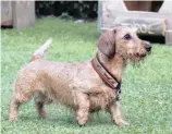  ?? ?? ESMERALDA, a 2-year-old wirehaired dachshund from Moscow, is enjoying yappy hour at the Teckel Hotel after a day that included hiking to a glacier and riding a gondola. | The Washington Post