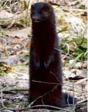  ?? BOB MAYER ?? While mink (above) have been seen at the arboretum for several years, a long-tailed weasel