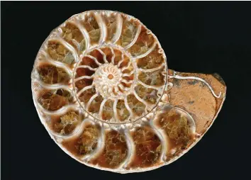  ?? ?? Ageing process A 15 million-year-old ammonite discovered on Mauritius. “Before Darwin entered the story, Christian geologists had already discovered that the world was ancient beyond imaginatio­n,” writes John van Wyhe