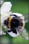  ??  ?? Under threat: Wild bees