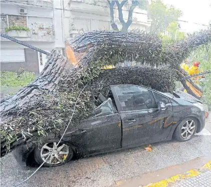  ?? ALFREDO MARTÍNEZ ?? Colegiales. Un auto destrozado por la caída de un árbol en Elcano y Delgado.