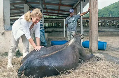  ?? PEDRO BAZIL ?? Una mujer ganadera revisa el estado de una de las vacas de su ganado afectada con una fractura en el fémur.