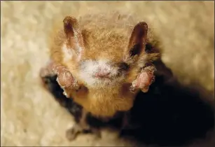  ?? (File Photo/AP/U.S. Fish and Wildlife Service/Pete Pattavina) ?? A tricolored bat with the white fungal growth of white-nose syndrome is seen March 5, 2013, in northwest Georgia.