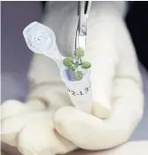  ?? TYLER JONES THE ASSOCIATED PRESS FILE PHOTO ?? A researcher places a thale cress plant grown during a lunar soil experiment in a vial for analysis.