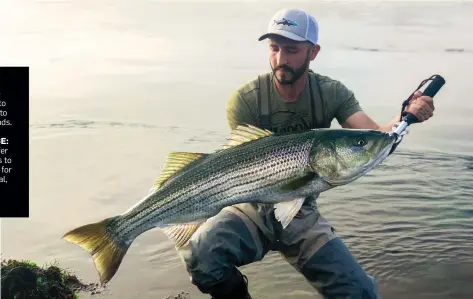  ??  ?? CRUISERS: Watch for the flooding tide to draw bass onto feeding grounds.
ON THE EDGE: Sod banks offer cover for bass to lie in ambush for a passing meal, opposite.