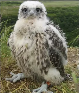  ?? Photo by FWS ?? YOUNG FALCON – A gyrfalcon chick wearing a leg band appraises a researcher somewhere on the Seward Peninsula.