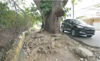  ?? JOSÉ JUSTO FÉLIZ ?? En la calle Pina esquina Doctor Piñeyro en Gascue la acera fue destruida por las raíces.