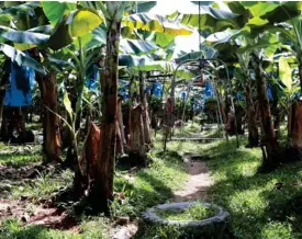  ?? GRACIELA SOLÍS ?? Costa Rica tiene 43.500 hectáreas sembradas de esta fruta y otras 10.000 con cultivos de plátano.
