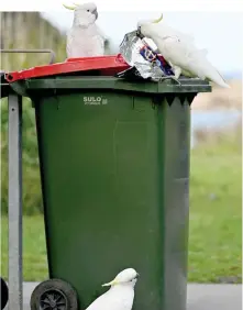  ?? ?? Cockatoos looking for food in a garbage bin. Residents in Stanwell Park say they have a soft spot for the birds which they call ‘rats of the sky’ for their love of food.