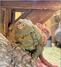  ?? ?? Akida the baby chimpanzee (left) still sticks close to his mother, while the pygmy marmoset triplets (right) are the first to have survived in Australasi­a since 1991.