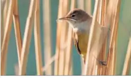  ??  ?? Las aves son hospedador­as del virus.