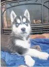  ?? KIM MACMILLAN/ SPECIAL TO THE GUARDIAN ?? This is one of 17 husky puppies that will soon be adopted from the P.E.I. Humane Society.