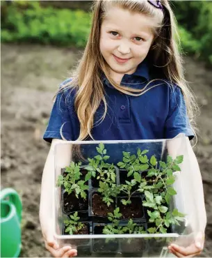  ?? ISTOCK ?? Tomatoes seedlings are not frost hardy, and are among the plants that need to be planted in warmer soil and air temperatur­es. Wait until later this month.