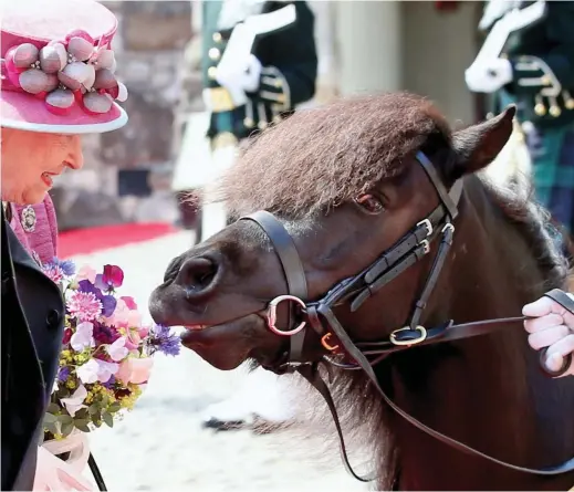  ??  ?? Lunch: Cruachan the shetland pony takes a bite out of Her Majesty’s flowers during a ceremony at sirling Castle