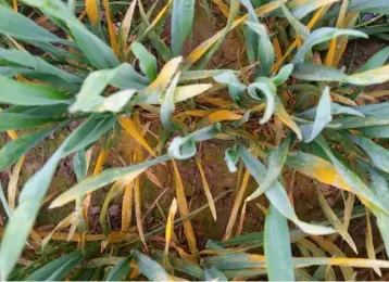  ??  ?? Yellow rust is at alarming levels in many crops, Initially small pale circles are visible, rapidly followed by leaves completely covered with yellow to orange spores. Its developmen­t has been favoured by recent cool weather. Rust is present in most...