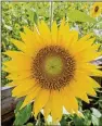  ??  ?? Sunflowers grow year-round. About 20,000 cover about 2,000 square feet at You Farm, a five-acre working farm.