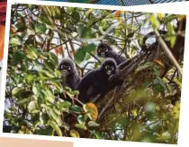  ?? PIX BY YUSUF MADI ?? (Above) Agricultur­al land in Lombok, Indonesia; (Below) A family of Dusky leaf monkeys captured in Desaru Coast.