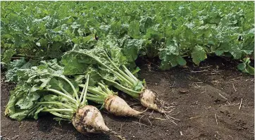  ??  ?? An aphid-borne virus is attacking sugar beet, but charities call for a ban on bee-harning pesticide