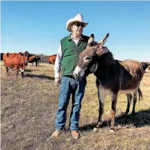  ?? [PHOTO BY DAVE CATHEY, THE OKLAHOMAN] ?? Rancher Bruce Buechner with a mule on his NoName Ranch in Wynnewood.