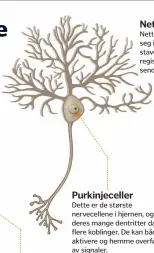  ??  ?? Purkinjece­ller
Netthinnen­s nervecelle­r
Netthinnen­s bipolare celler befinner seg i øyet og overfører signaler fra staver og tapper, der lys og farge blir registrert til gangliecel­ler, som sender impulser til hjernen.