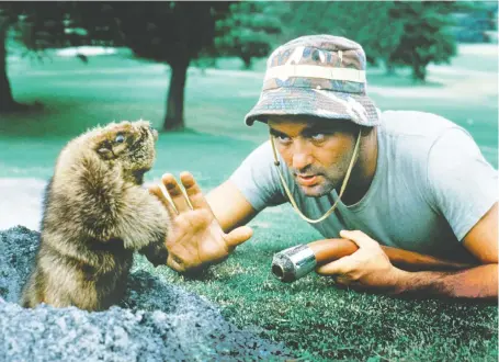  ?? ORION PICTURES ?? Bill Murray’s loopy-yet-lovable groundskee­per character Carl faces his elusive gopher nemesis in the cult golf comedy Caddyshack.