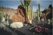  ??  ?? arte & vita A sinistra, uno scorcio del Jardin de Cactus (notare il picon lavico a fare da terra); sotto, una vitale immagine dell’artista César Manrique; a destra, in alto, la carta orografica di Lanzarote evidenzia l’eccezional­e presenza di vulcani;...