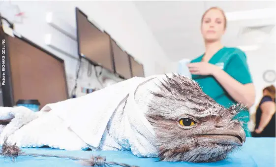  ??  ?? The Currumbin Wildlife Sanctuary Hospital needs towels and sheets due to an influx of patients such as this tawny frogmouth found tangled in barbed wire.