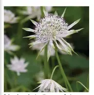  ??  ?? Pale coloured astrantias are perfect for brightenin­g a gloomy spot