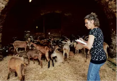  ?? ANDREA MANTOVANI/NEW YORK TIMES ?? Valérie Corbeaux, seen counting her goats in Villesèque-des-Corbières, France, dismisses widespread complaints of damage to neighborin­g vineyards and farms by her growing herds.