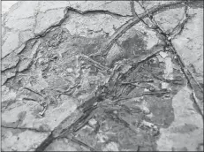  ?? AP PHOTO ?? This Oct. 1 photo shows a tail fossil including feathers of a dromaeosau­rid in the office of Chinese paleontolo­gist Xu Xing in Beijing.