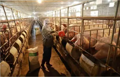  ?? VNA/VNS Photo Vũ Sinh ?? A pig farm. Tens of thousands of livestock facilities nationwide will have to move out of residentia­l areas or cease operations.