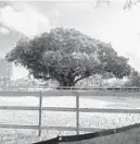  ?? STEVE BOUSQUET/ SOUTH FLORIDA SUN SENTINEL ?? A fenced-in lot in downtown Fort Lauderdale is home to one of the most stately banyan trees in South Florida.