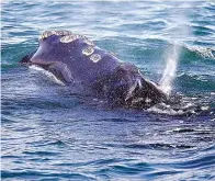  ?? The Associated Press ?? A North Atlantic right whale feeds on the surface of Cape Cod bay March 28, 2018, off the coast of Plymouth, Mass. The federal government is close to releasing new rules that the shipping industry might have to comply with to help protect a vanishing species of whale.