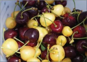  ?? PHOTO BY EMILY RYAN ?? Freshly picked cherries fill a Weaver’s Orchard bucket.