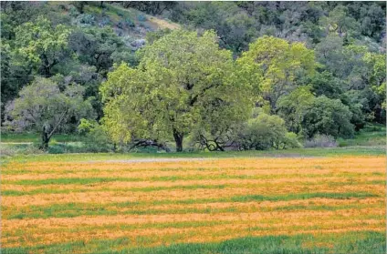  ?? George Rose Getty Images ?? WILD POPPIES abloom in March illuminate Tepusquet Canyon in the Santa Maria Valley, an under-the-radar wine region.