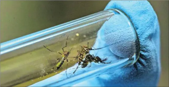  ?? / GETTY E ?? Un científico manipula un tubo de ensayo que tiene mosquitos Aedes, transmisor­es del chikunguny­a.