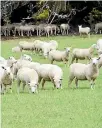  ?? PHOTO: BRITTANY PICKETT/FAIRFAX NZ ?? Last year’s winning hoggets.